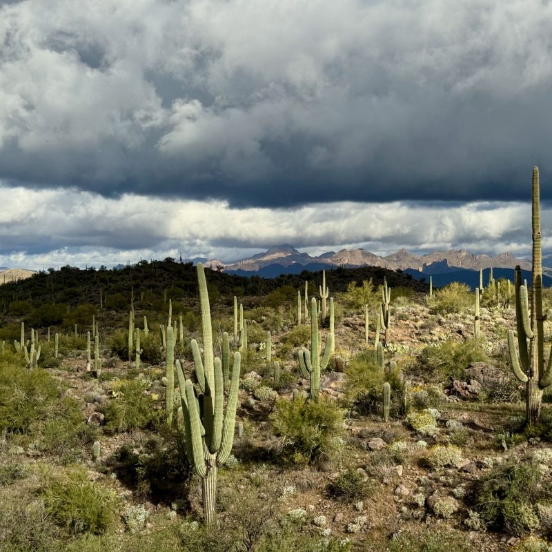 Finely Lit Saguaro
