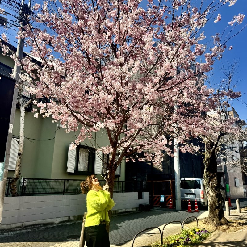 First Sakura of 2026
