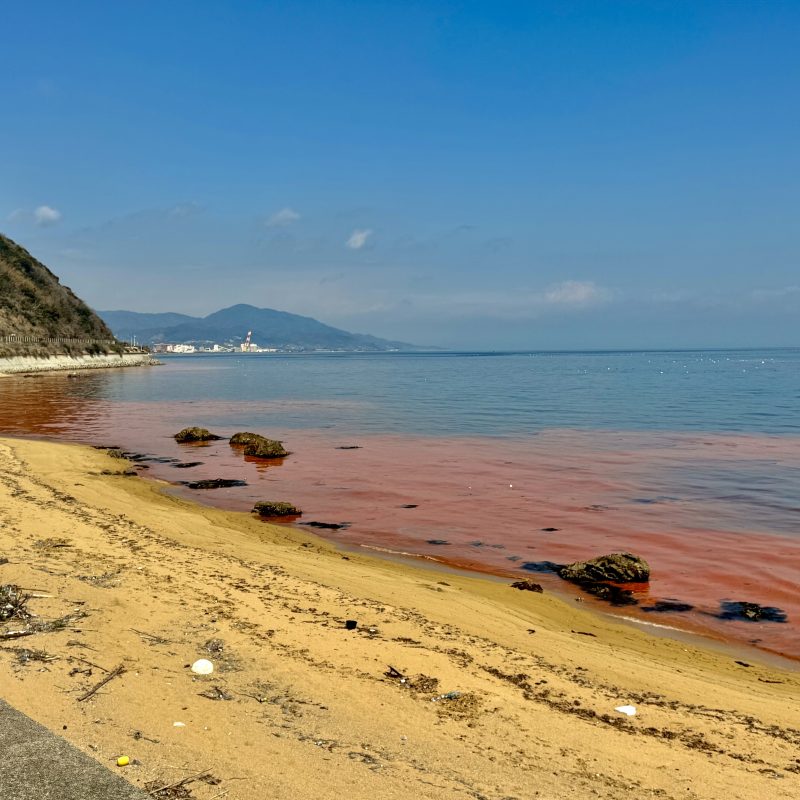 Algal Blooms