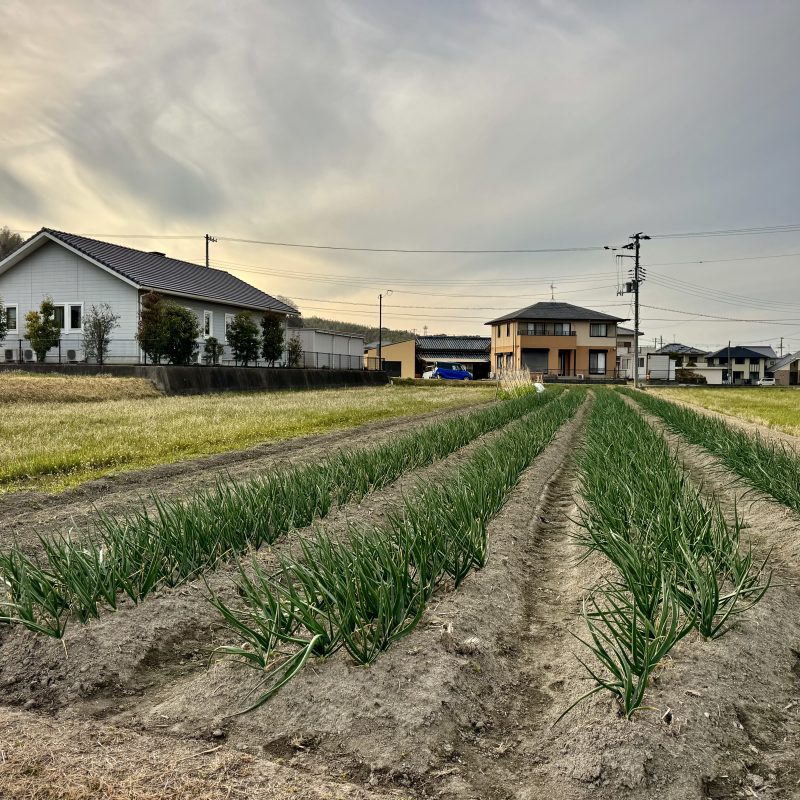 Onion Garden