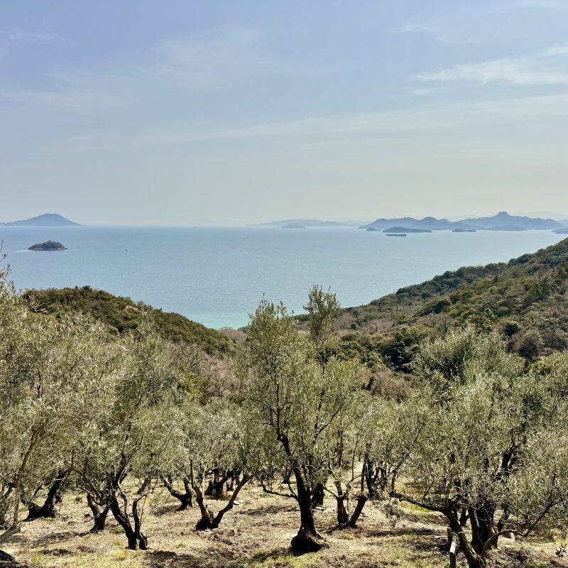 Olive Plantation
