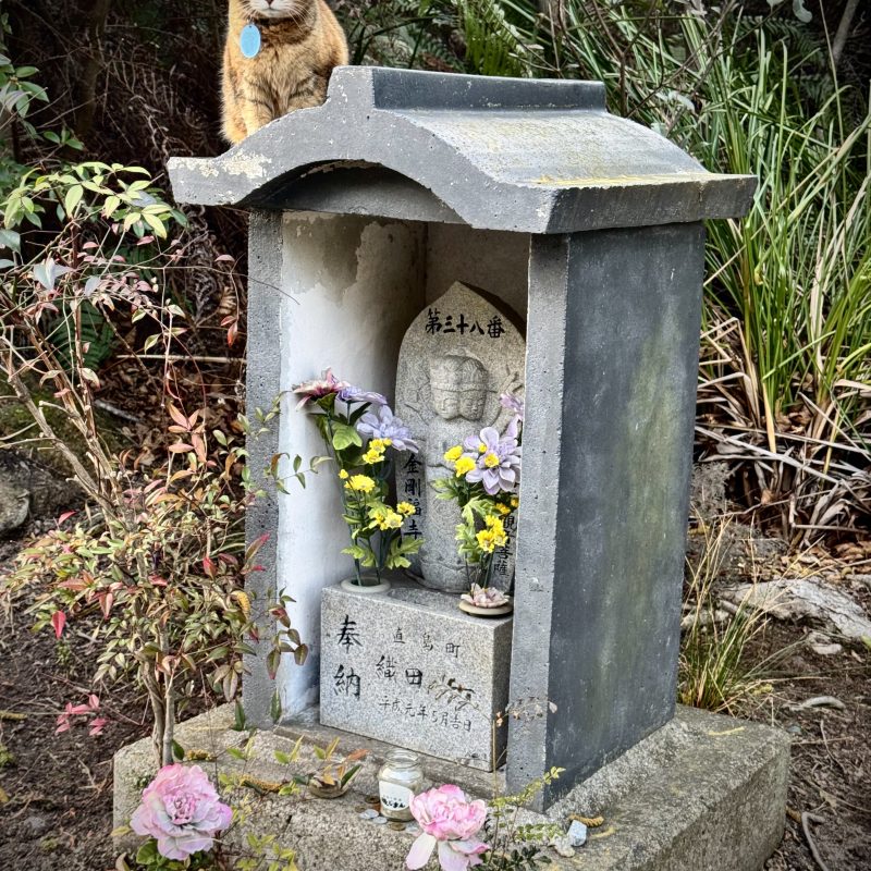 Feline Grave Warden