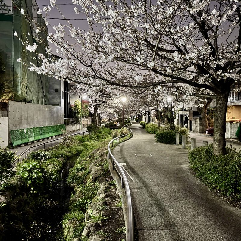 Night Sakura on the Daizawa