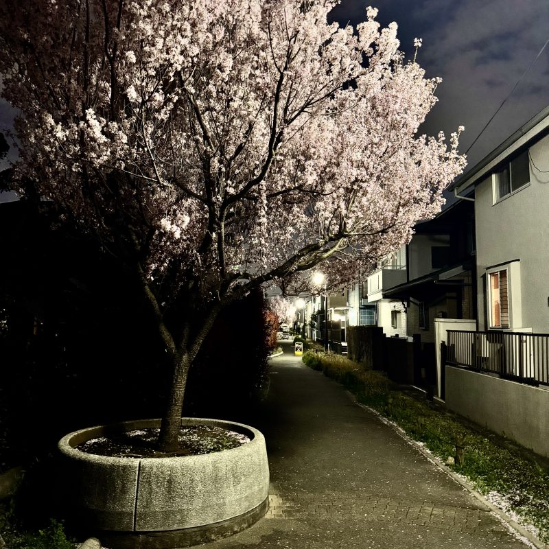 More from the Night Sakura Series