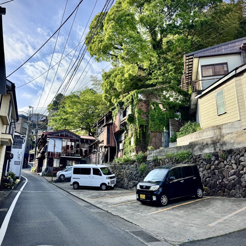 Soaring Trees of Atami