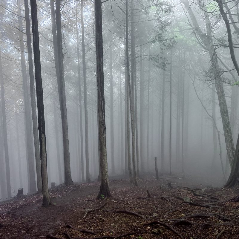 Forest Gloom
