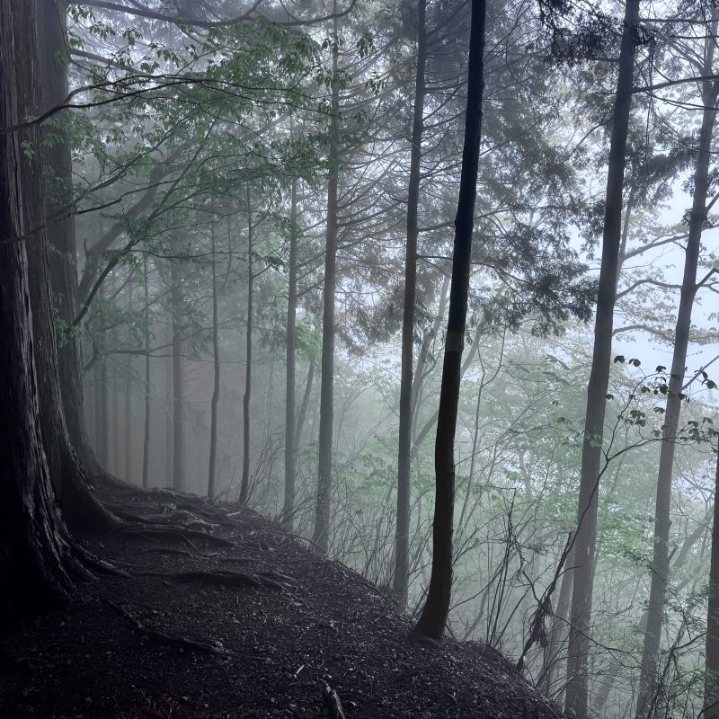Forest Gloom