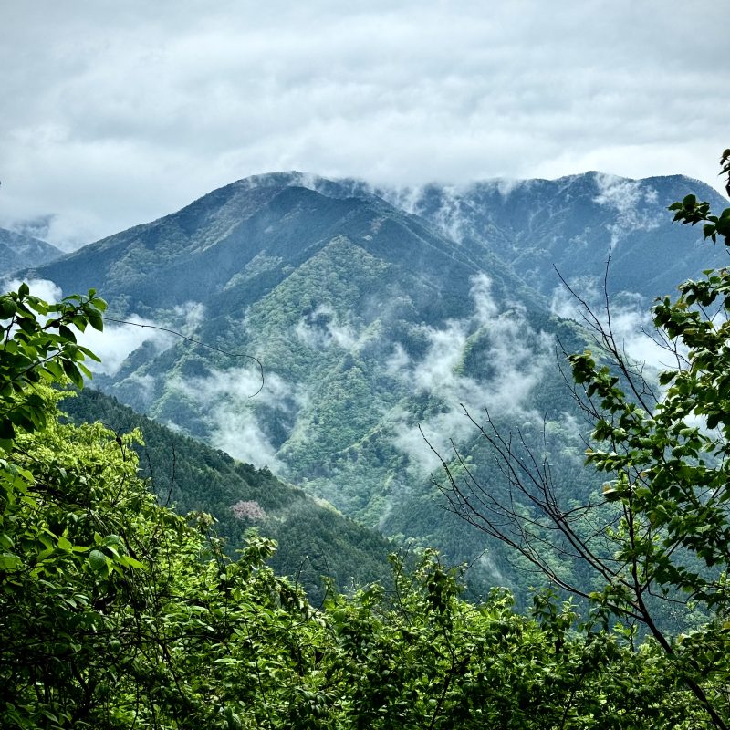 Mountain Mists