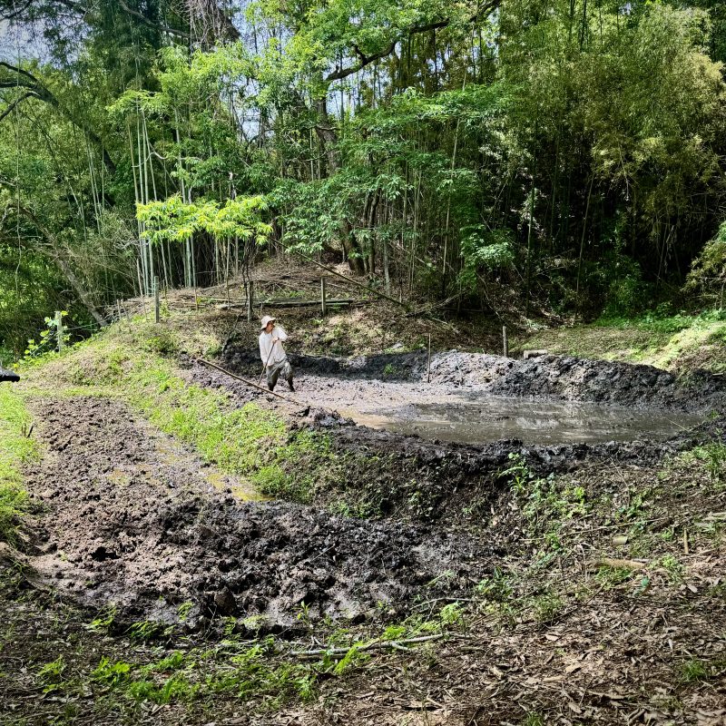 Rice Field Toil