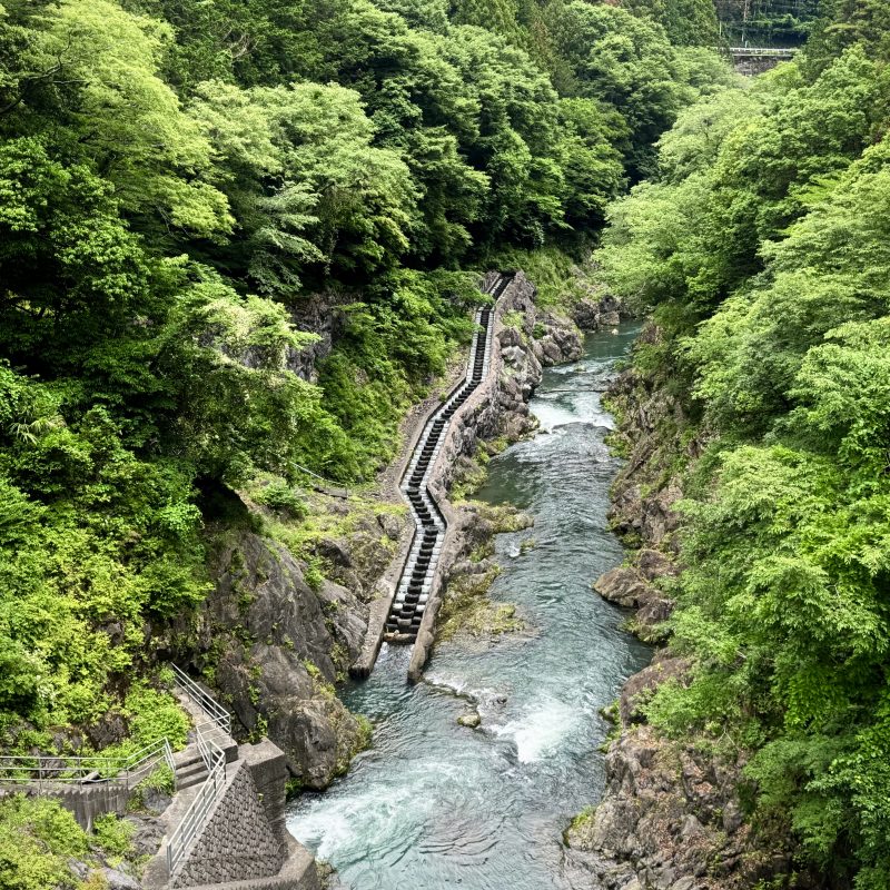 Salmon Run on the Tama