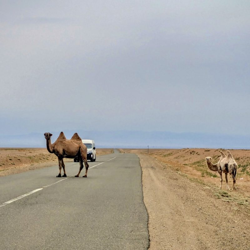 Camel Crossing