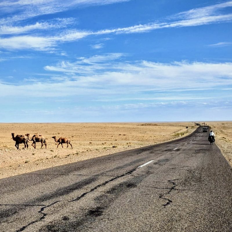 Camels Passing