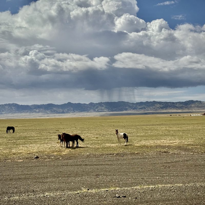 Drizzles and Horses