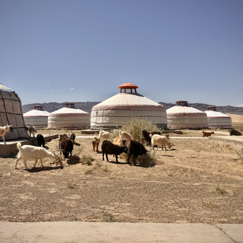More Grazing Goats