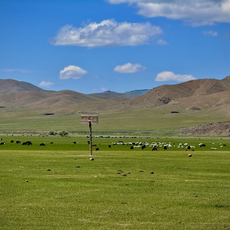 A Hoop for Sheep