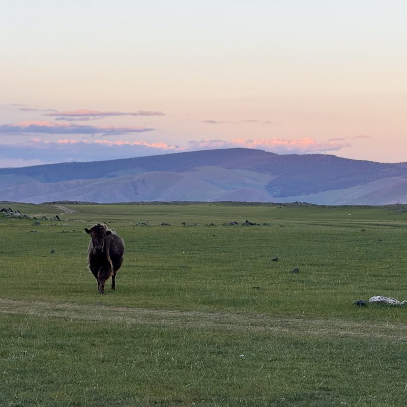 Twilight Yak