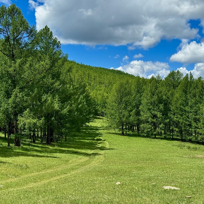 Forest Path
