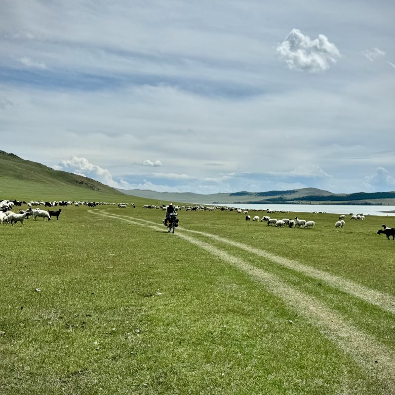Sheep Crossings