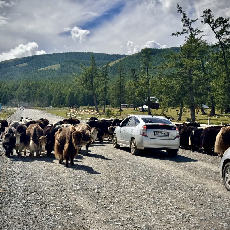 Yak Crossing